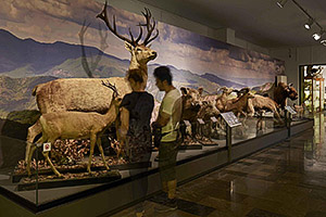 ვაკანსიები